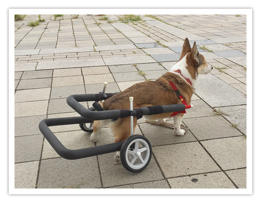 犬用車椅子商品情報｜歩犬舎